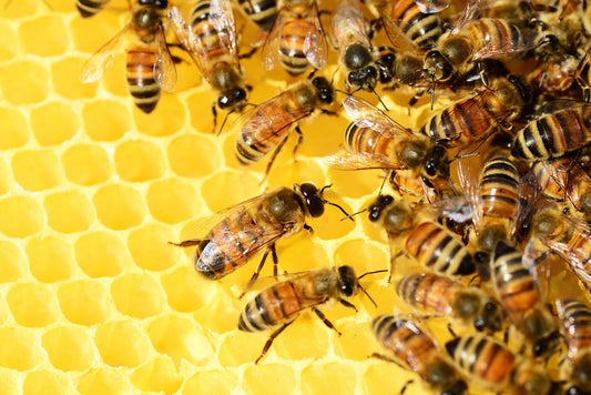 The scoop on Manuka honey