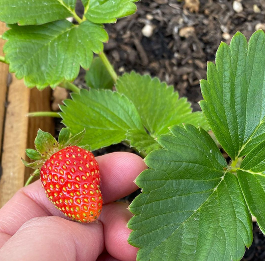 Happy National Gardening Day!