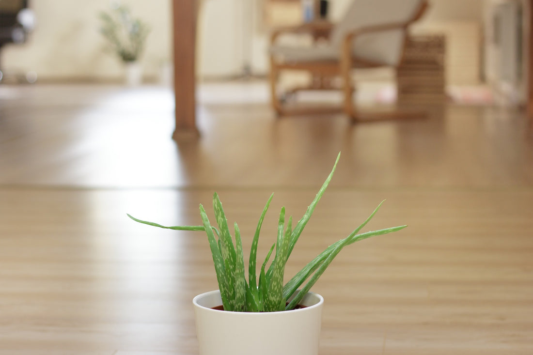 Aloe vera: it's not just a summertime salve