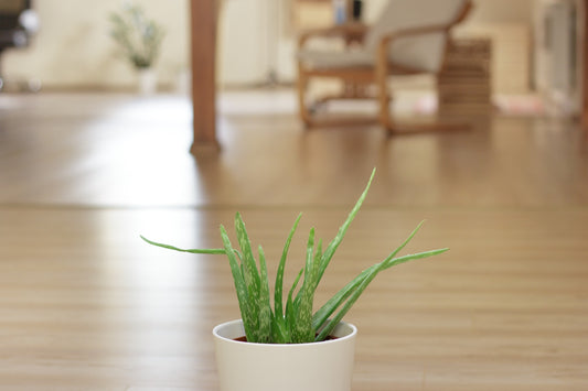 Aloe vera: it's not just a summertime salve