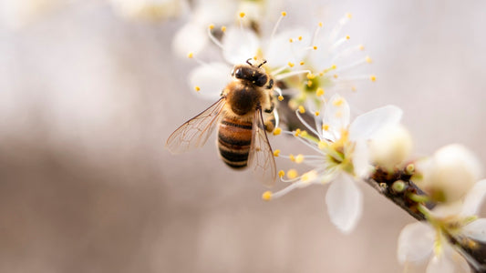 Why Manuka Honey and not table honey?